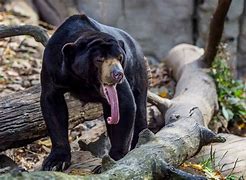 Sun Bear Bahasa Indonesia